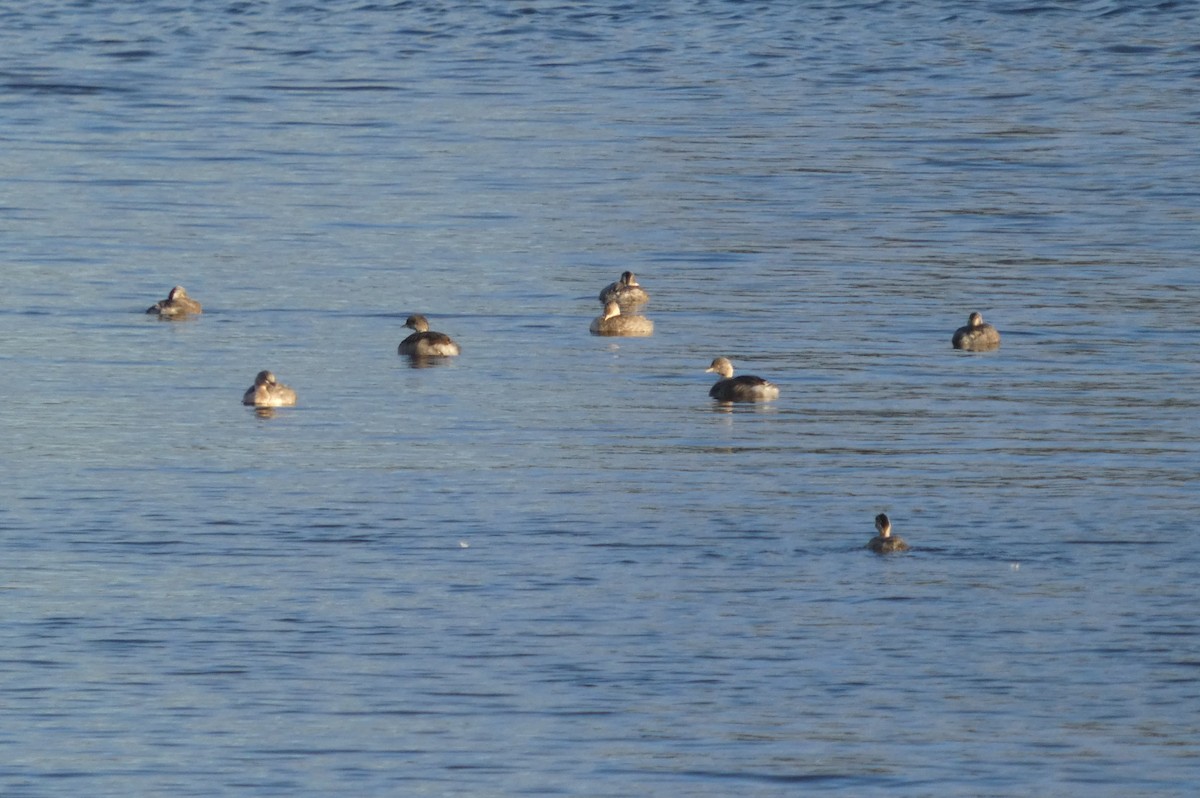 Hoary-headed Grebe - ML647503267