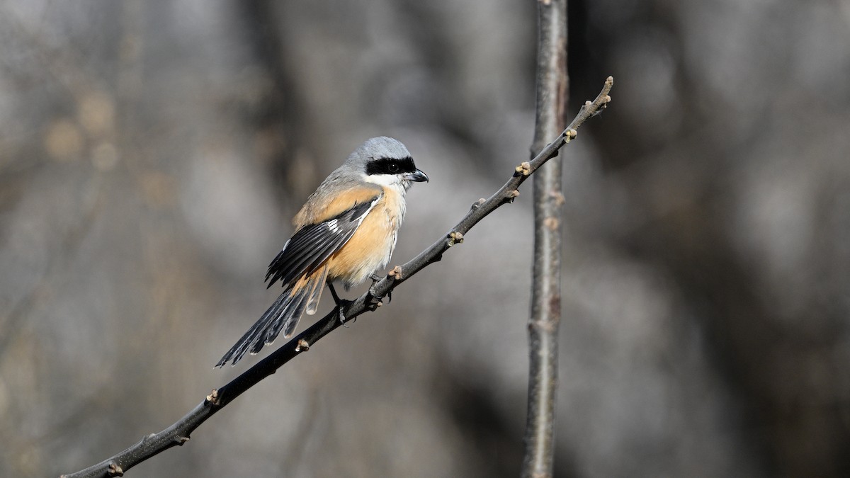 Long-tailed Shrike - ML647503271