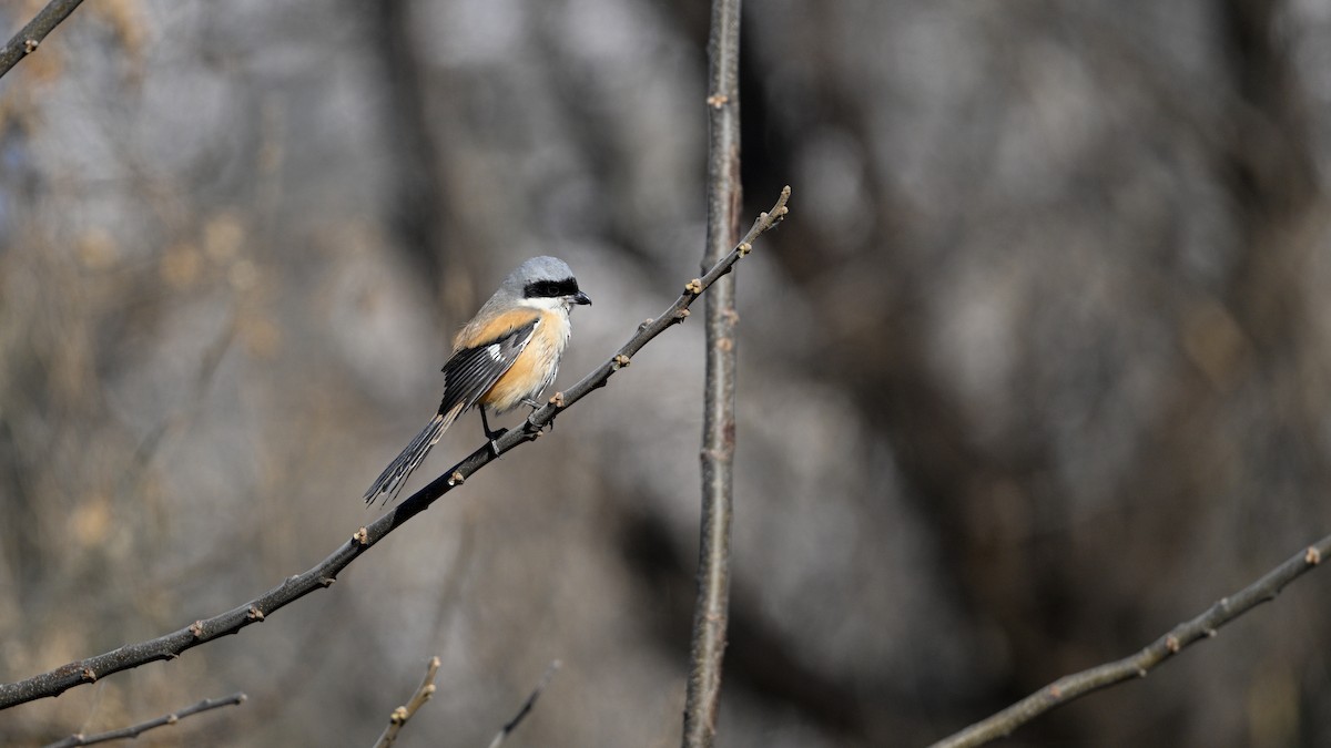 Long-tailed Shrike - ML647503272