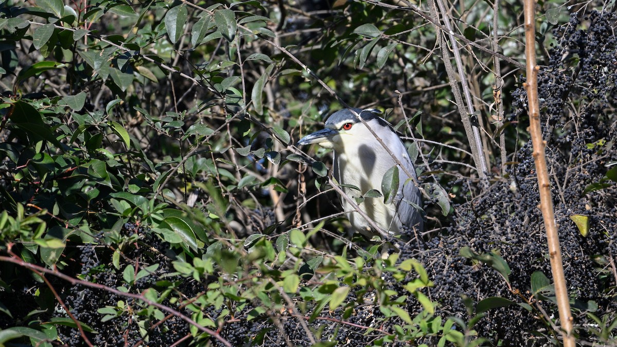 Black-crowned Night Heron - ML647503274