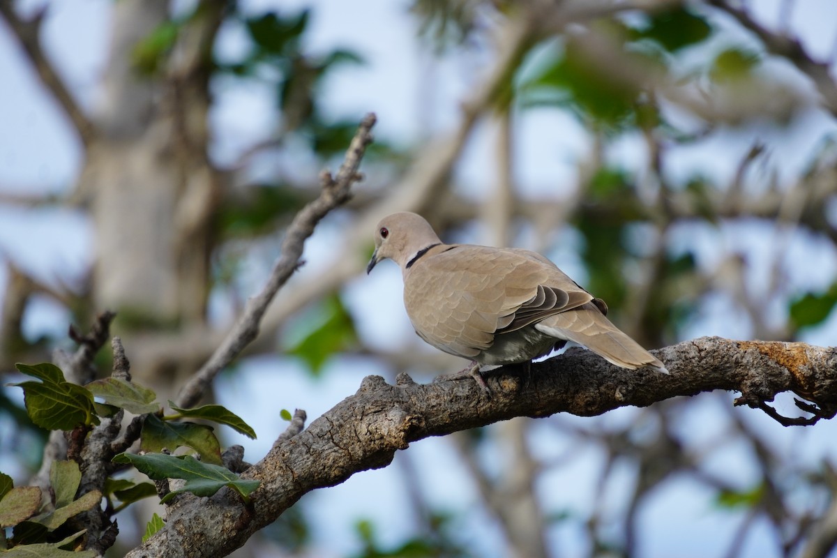 Eurasian Collared-Dove - ML647503275