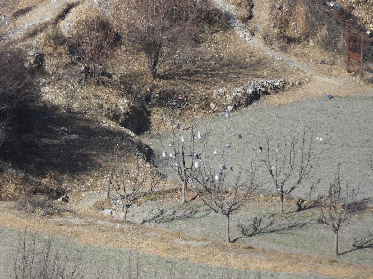 Hill Pigeon - ML647503277