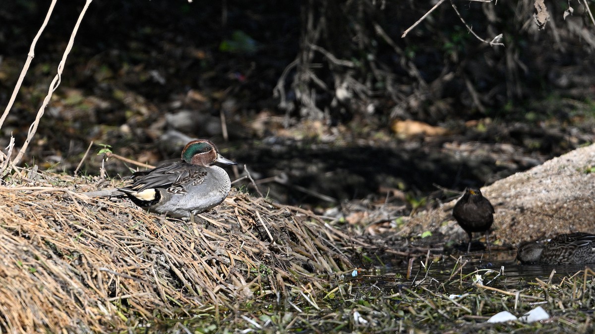Green-winged Teal - ML647503278
