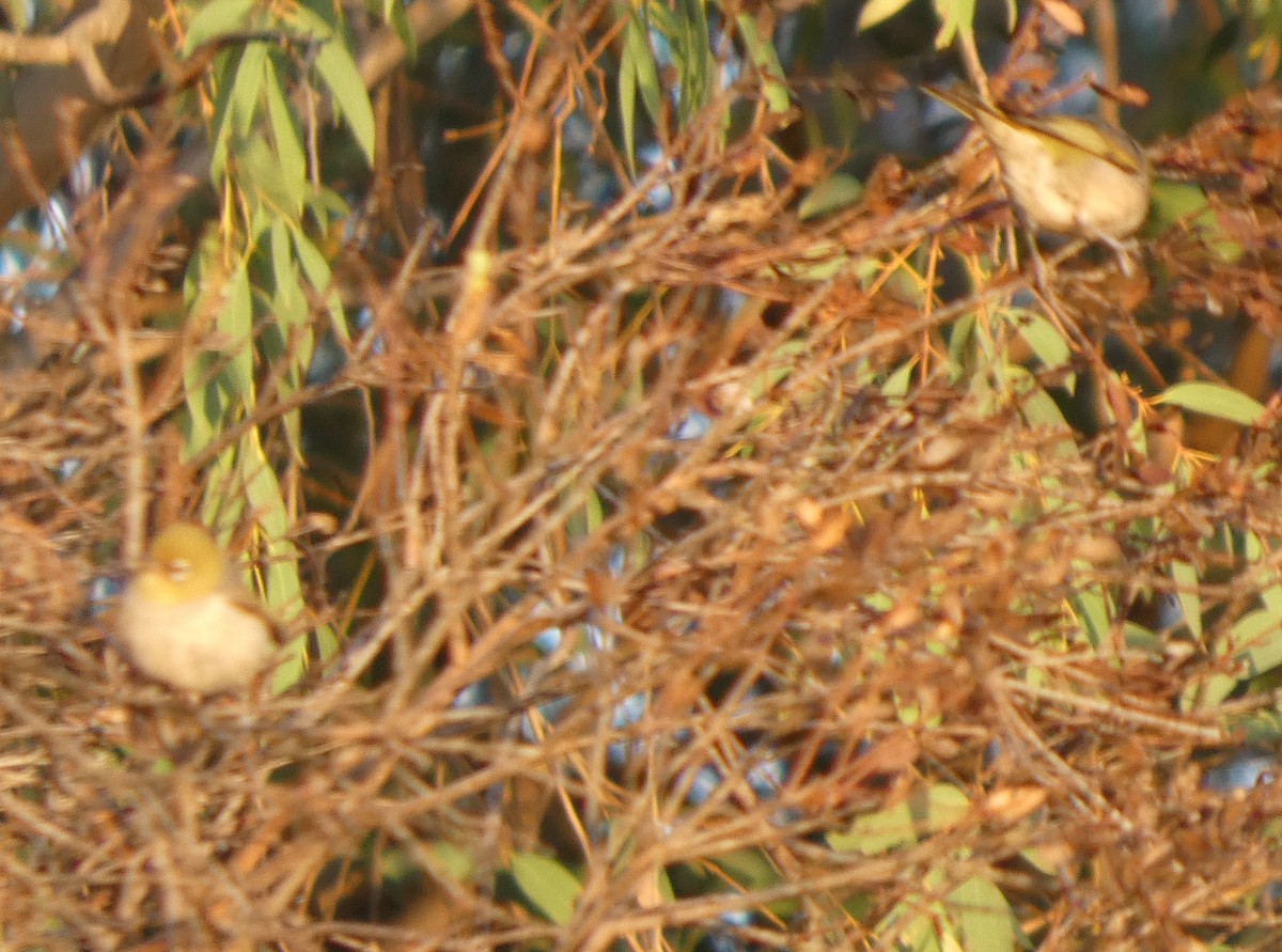 Silvereye - ML647503279