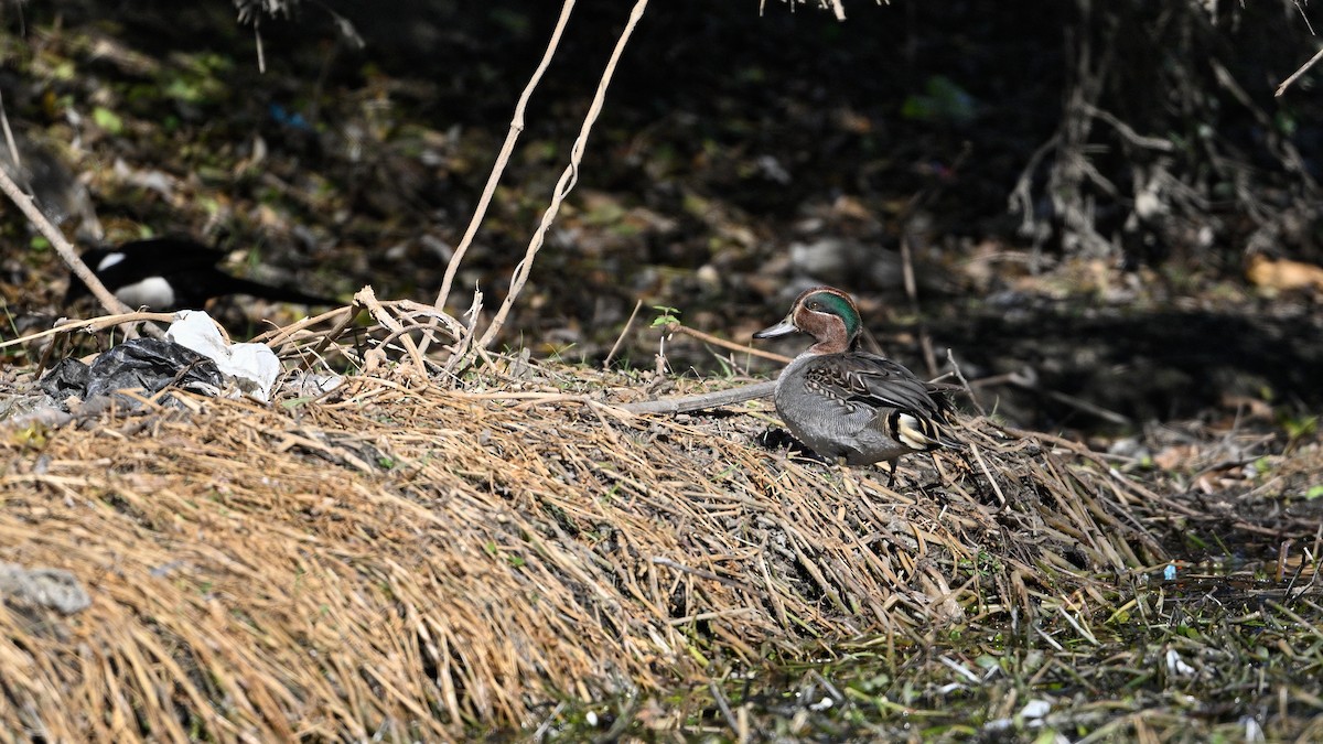 Green-winged Teal - ML647503280