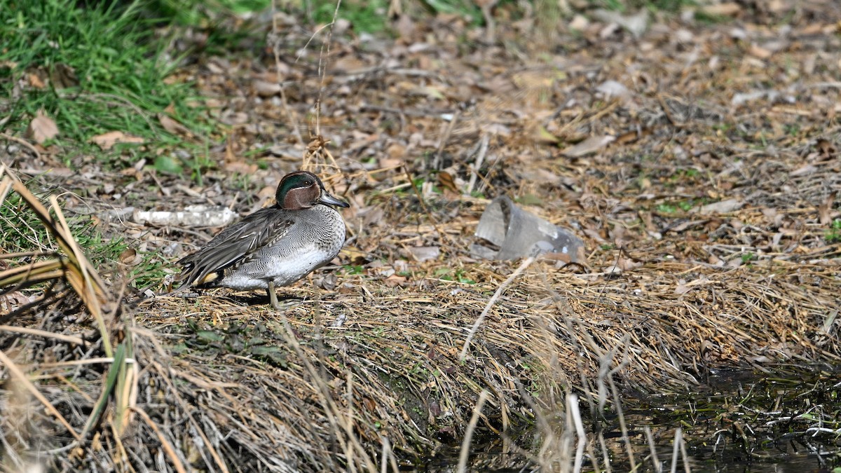 Green-winged Teal - ML647503281