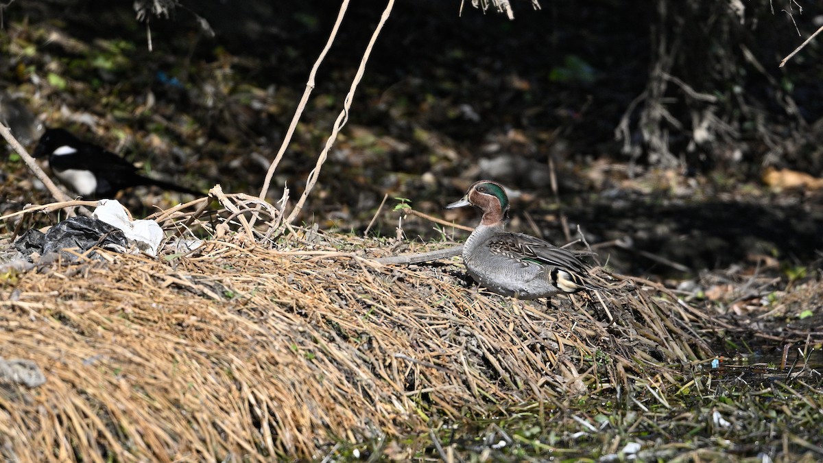 Green-winged Teal - ML647503282