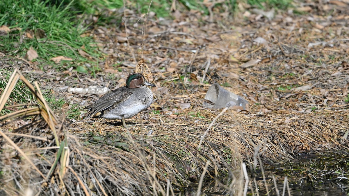 Green-winged Teal - ML647503283