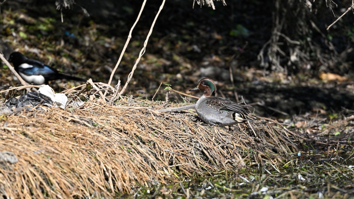 Green-winged Teal - ML647503284
