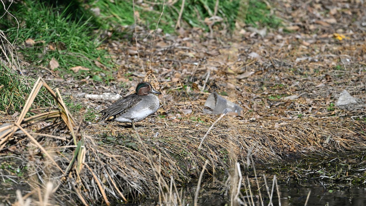 Green-winged Teal - ML647503285