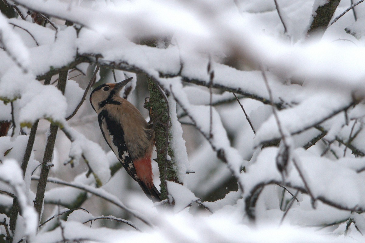 Syrian Woodpecker - ML647503286
