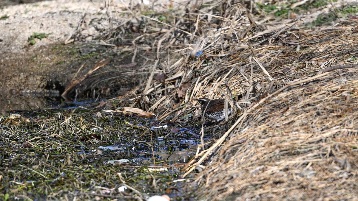Dusky Thrush - ML647503287