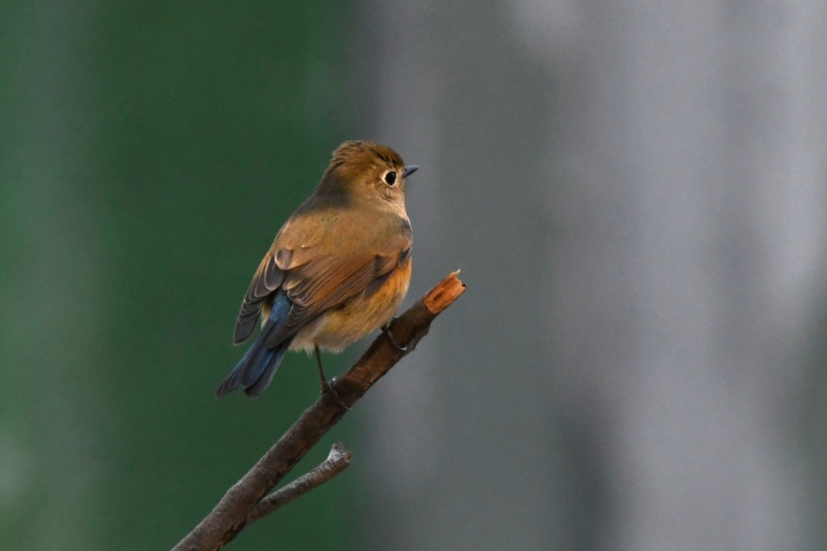 Red-flanked Bluetail - ML647503288