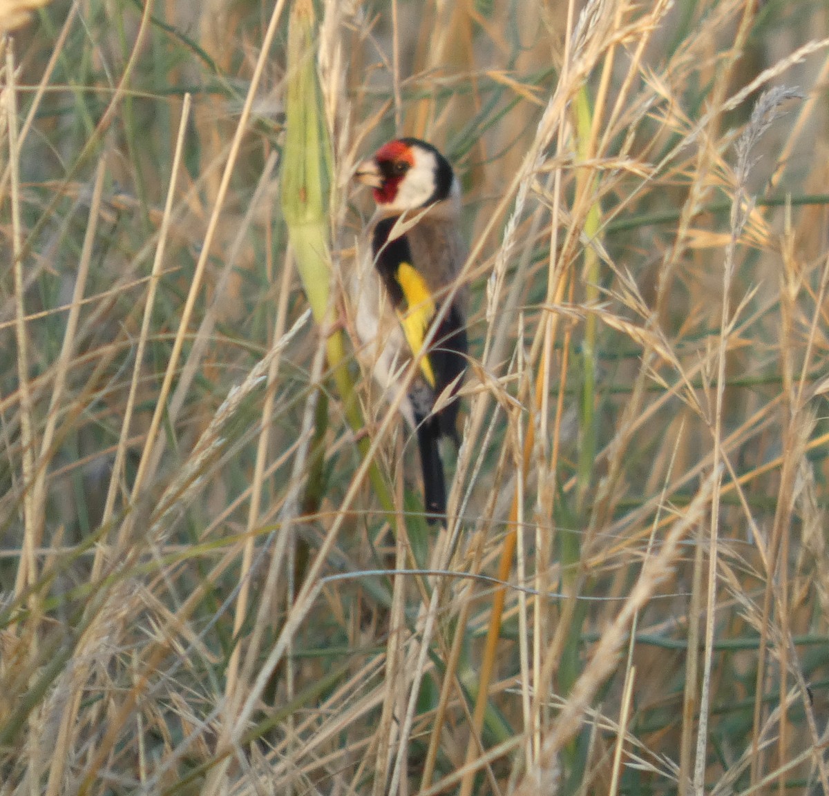 European Goldfinch - ML647503289