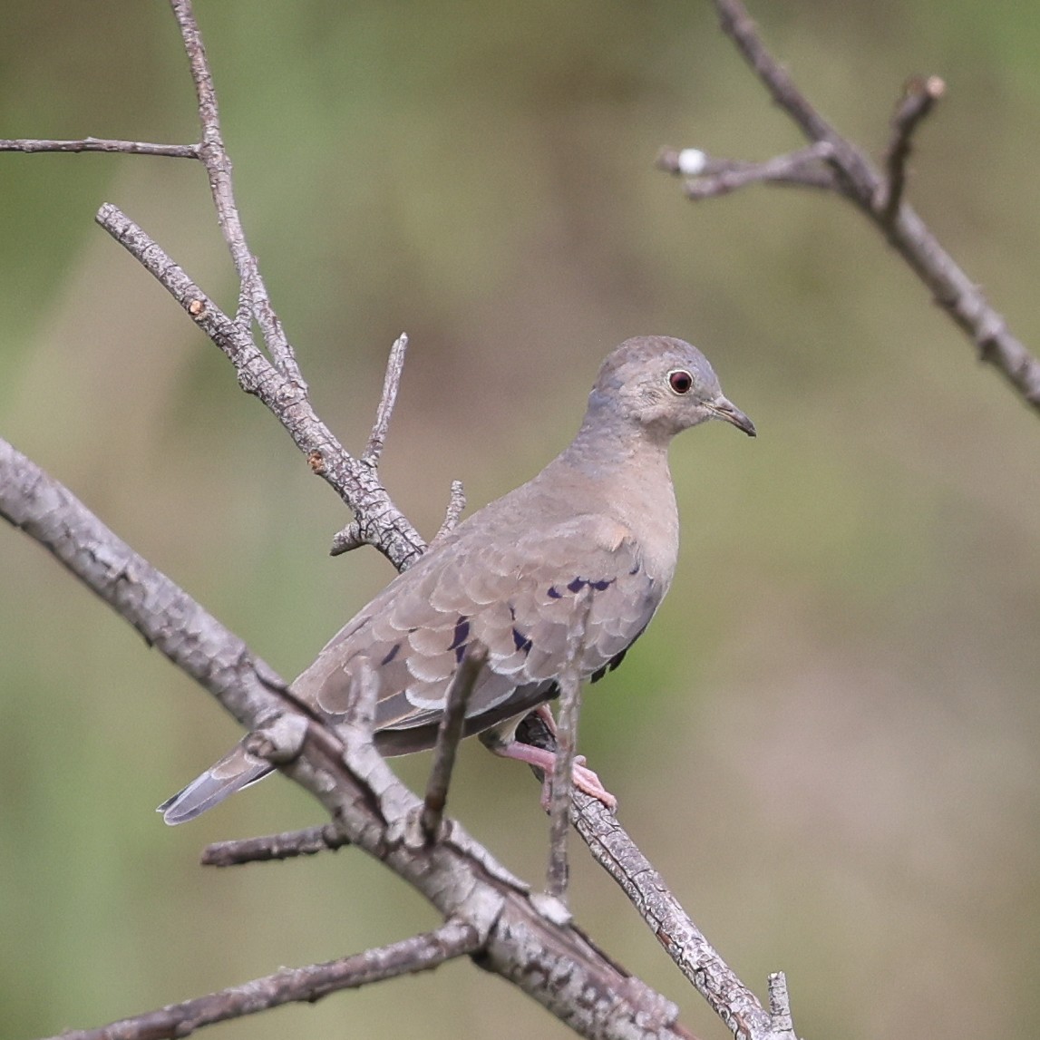 Plain-breasted Ground Dove - ML647503290