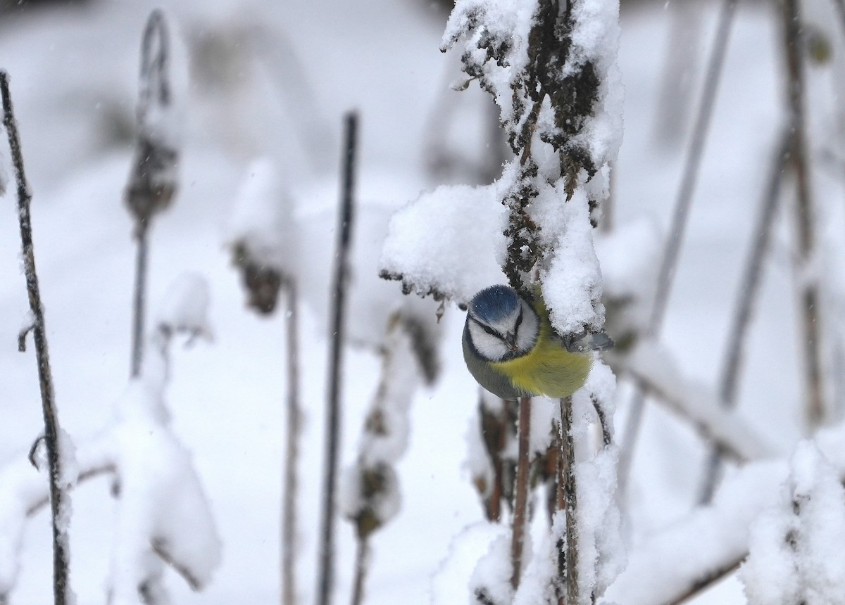 Eurasian Blue Tit - ML647503291