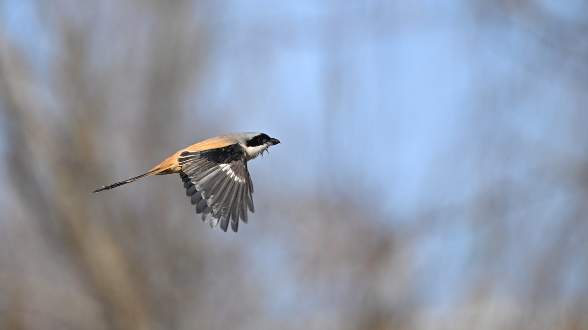 Long-tailed Shrike - ML647503292