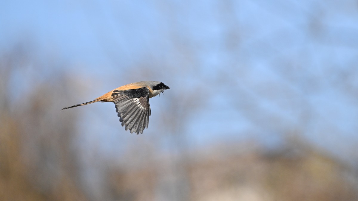 Long-tailed Shrike - ML647503293