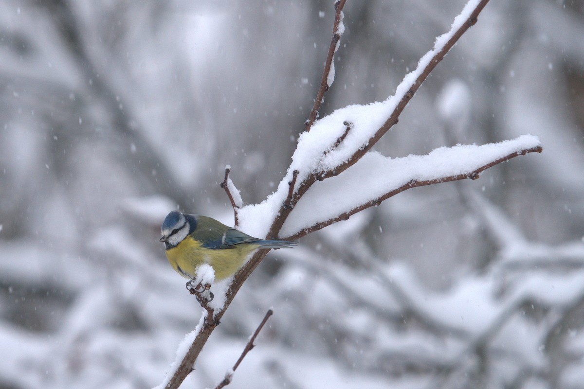 Eurasian Blue Tit - ML647503294