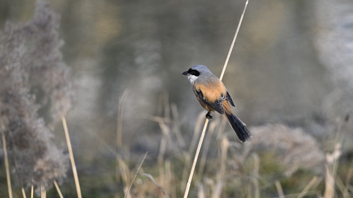 Long-tailed Shrike - ML647503295