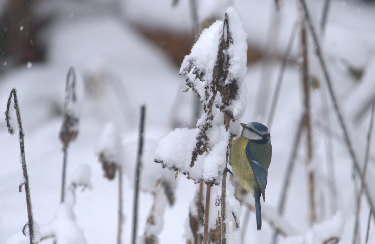 Eurasian Blue Tit - ML647503296