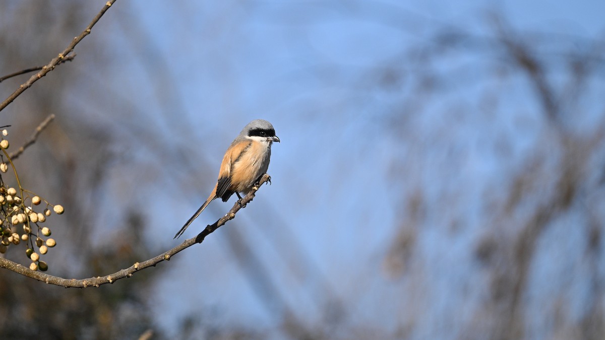 Long-tailed Shrike - ML647503298