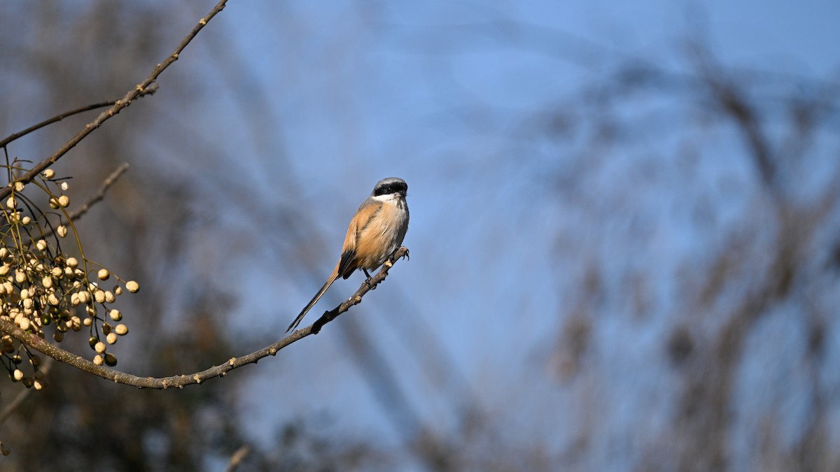 Long-tailed Shrike - ML647503299