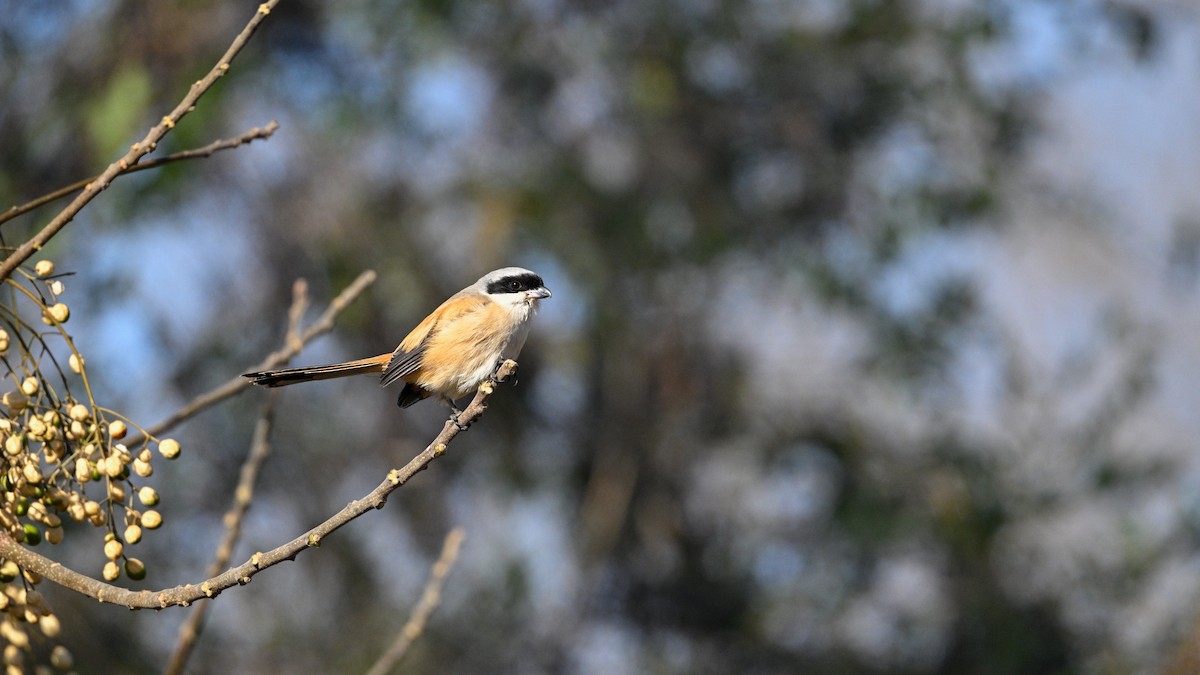 Long-tailed Shrike - ML647503300