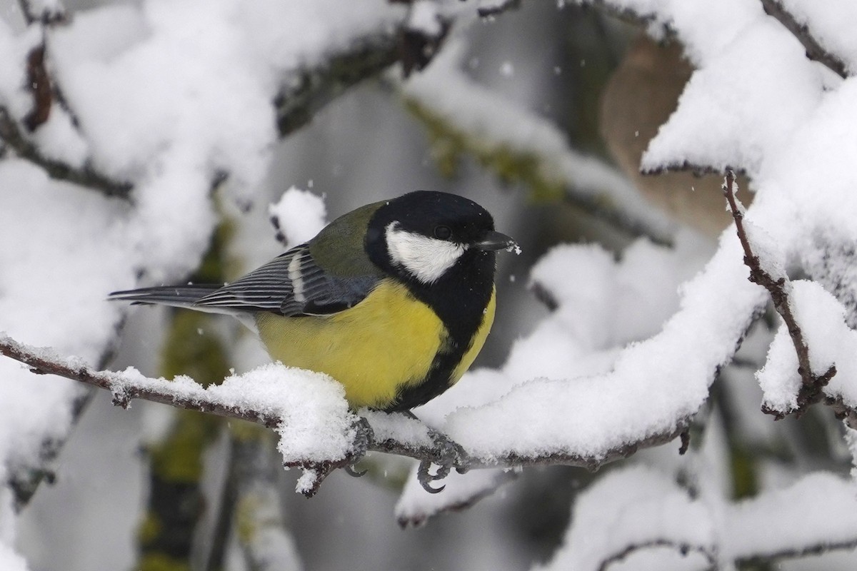 Great Tit - ML647503304