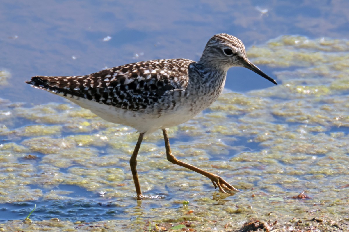Wood Sandpiper - ML647503310