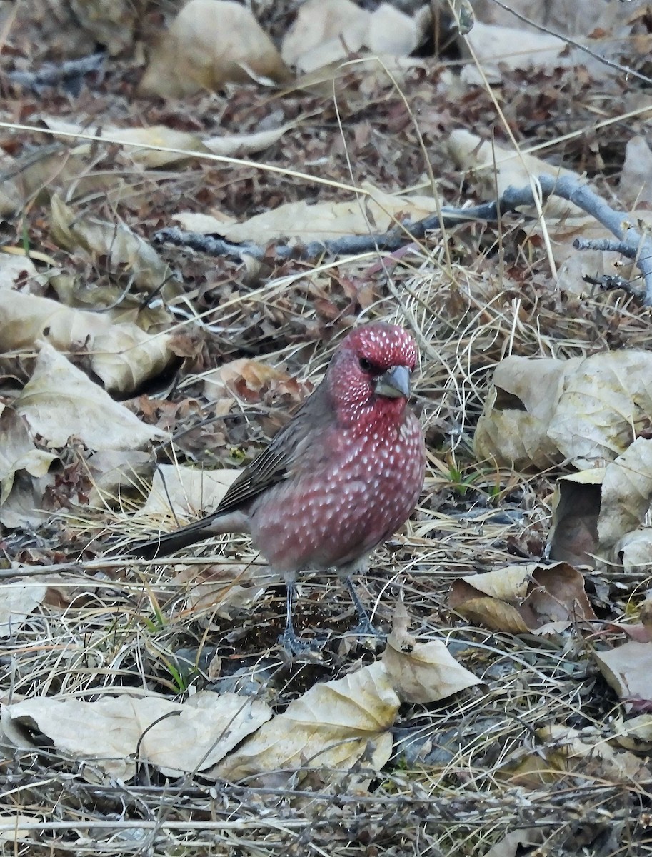 Great Rosefinch - ML647503326