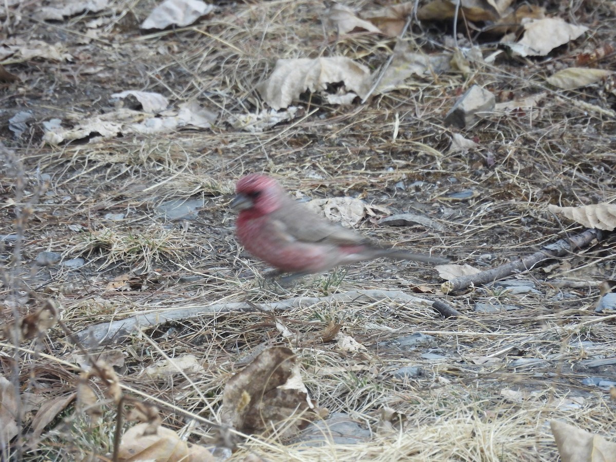 Great Rosefinch - ML647503327