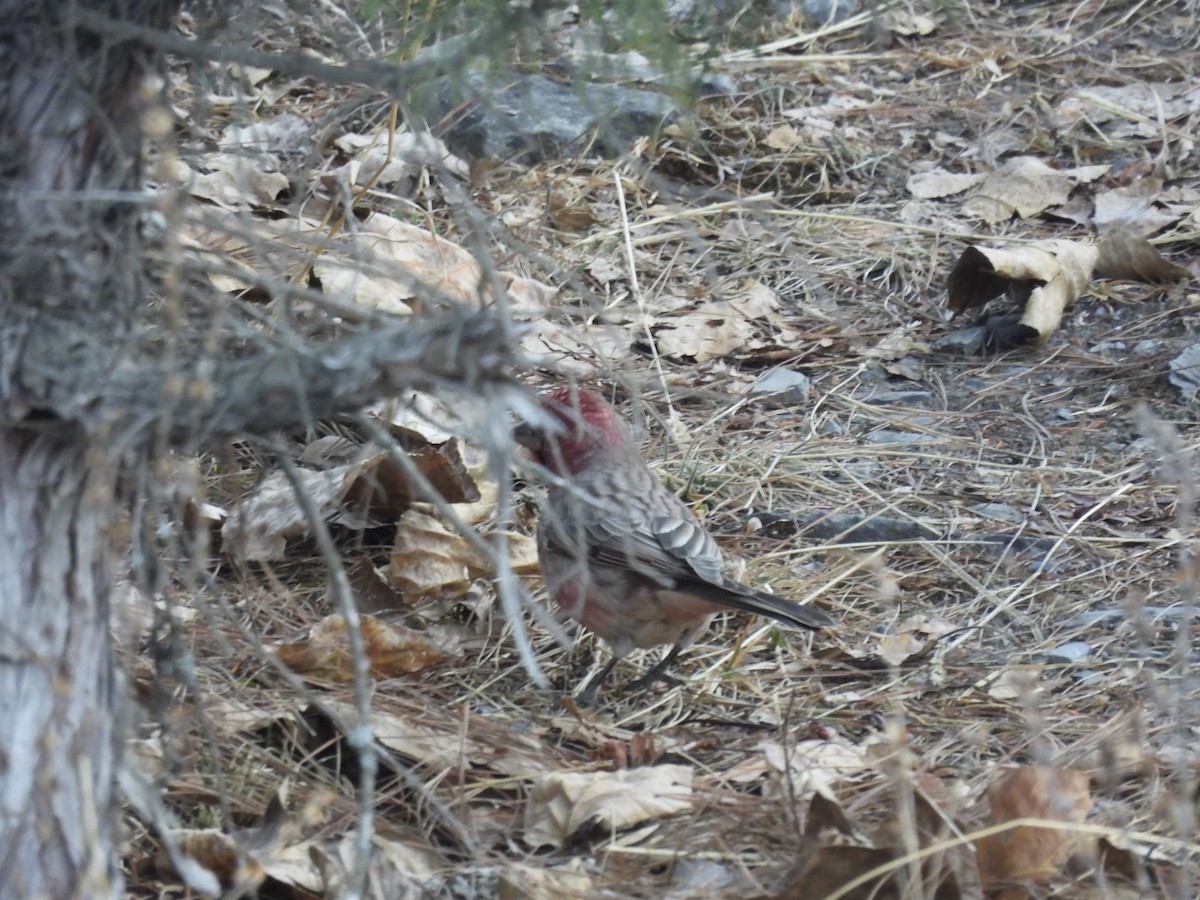 Great Rosefinch - ML647503328