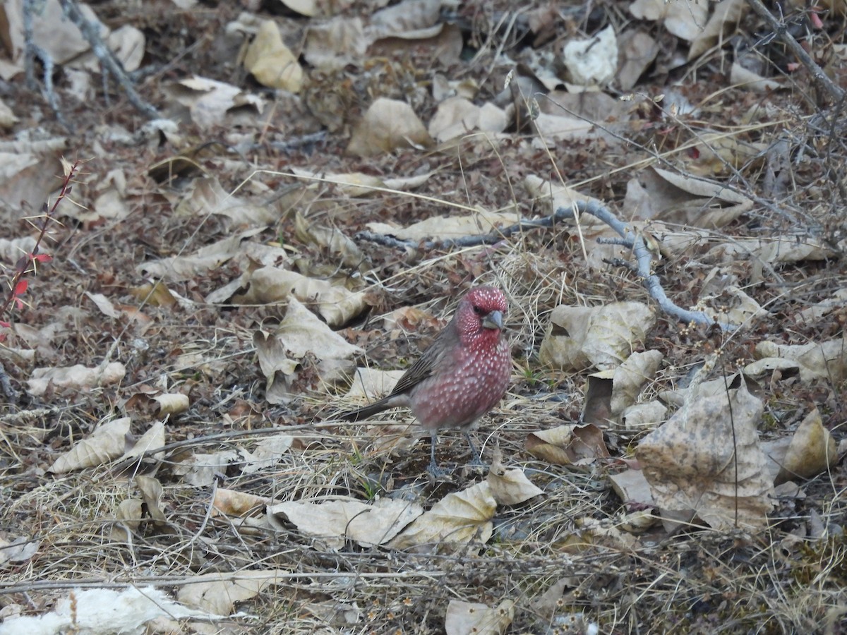 Great Rosefinch - ML647503329