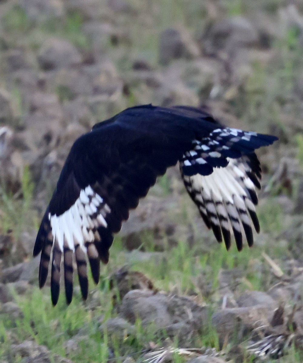 Long-crested Eagle - ML647503330