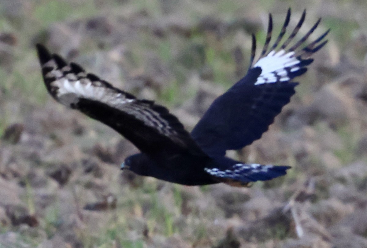 Long-crested Eagle - ML647503331
