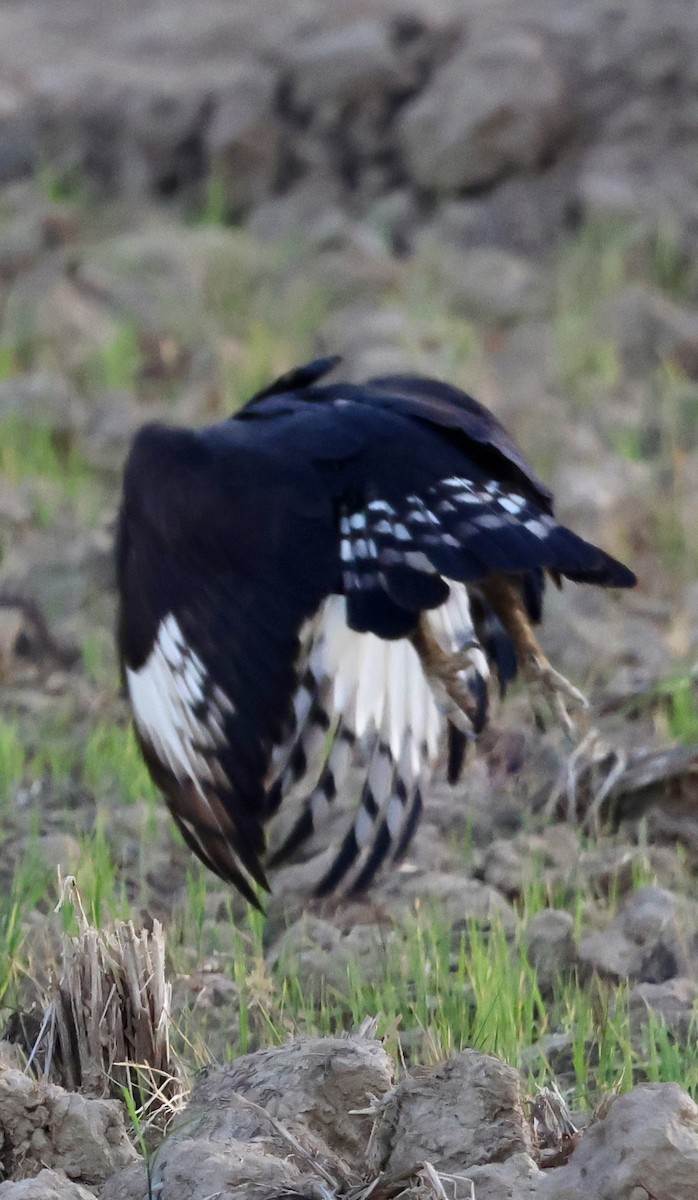 Long-crested Eagle - ML647503332