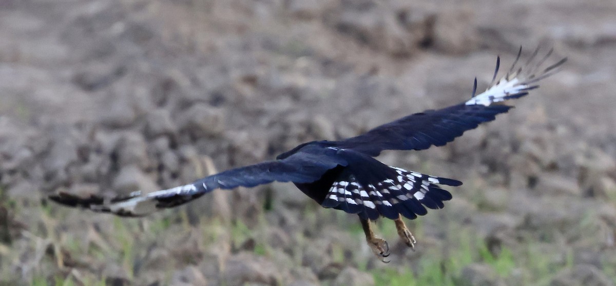 Long-crested Eagle - ML647503333