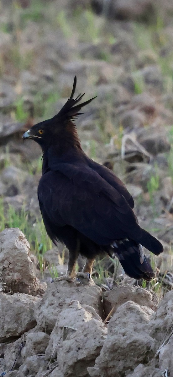 Long-crested Eagle - ML647503334