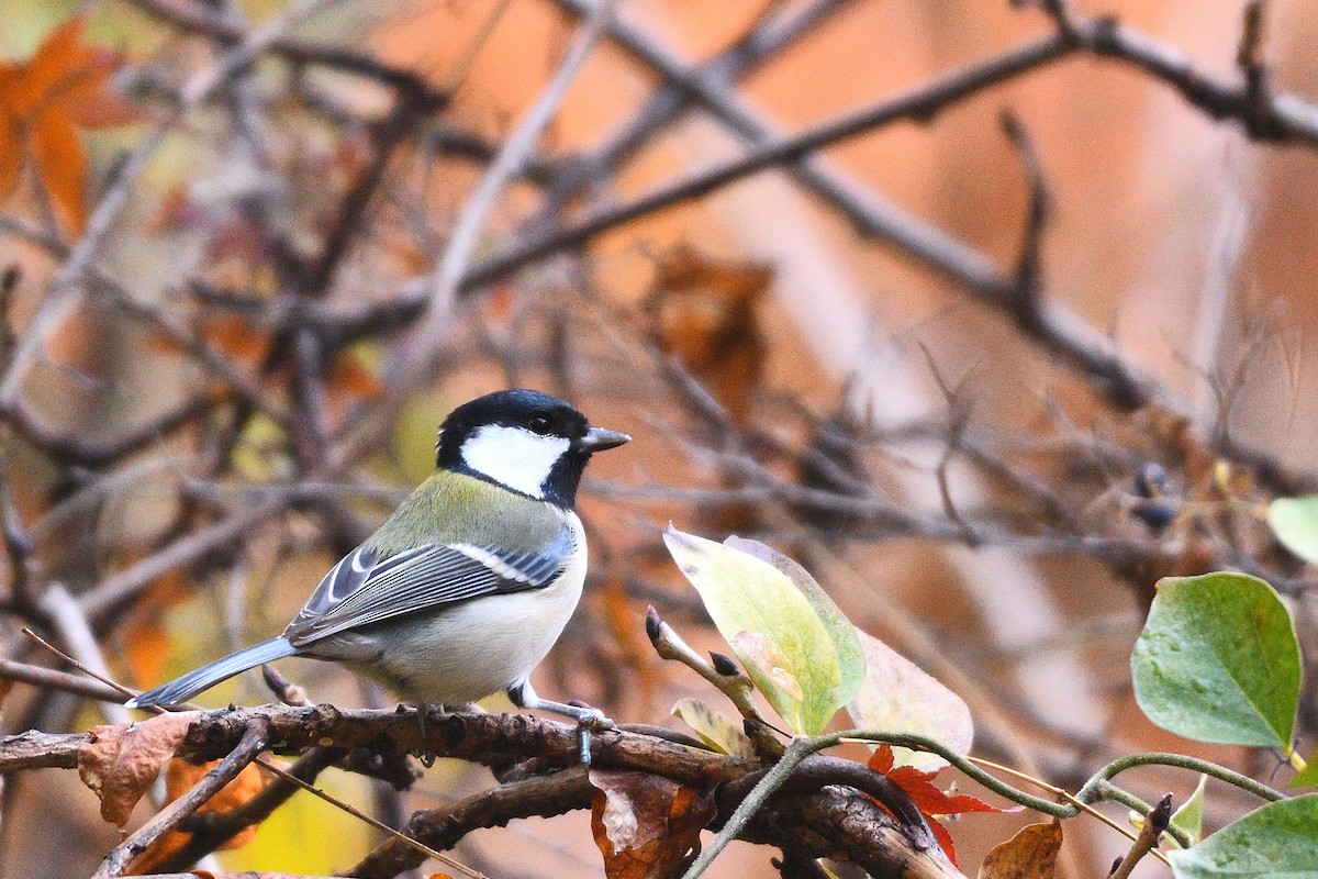 gråkjøttmeis - ML647503358