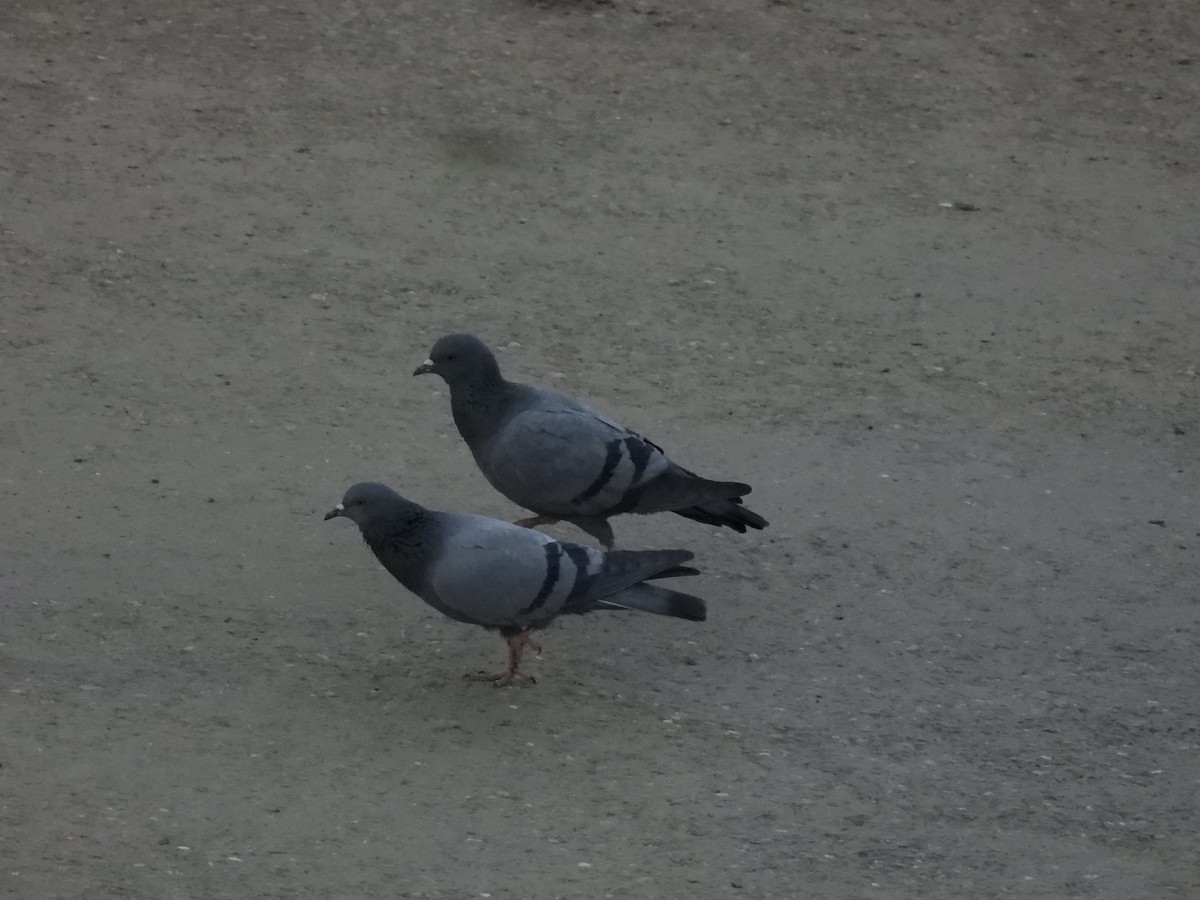 Kaya Güvercini - ML647503380