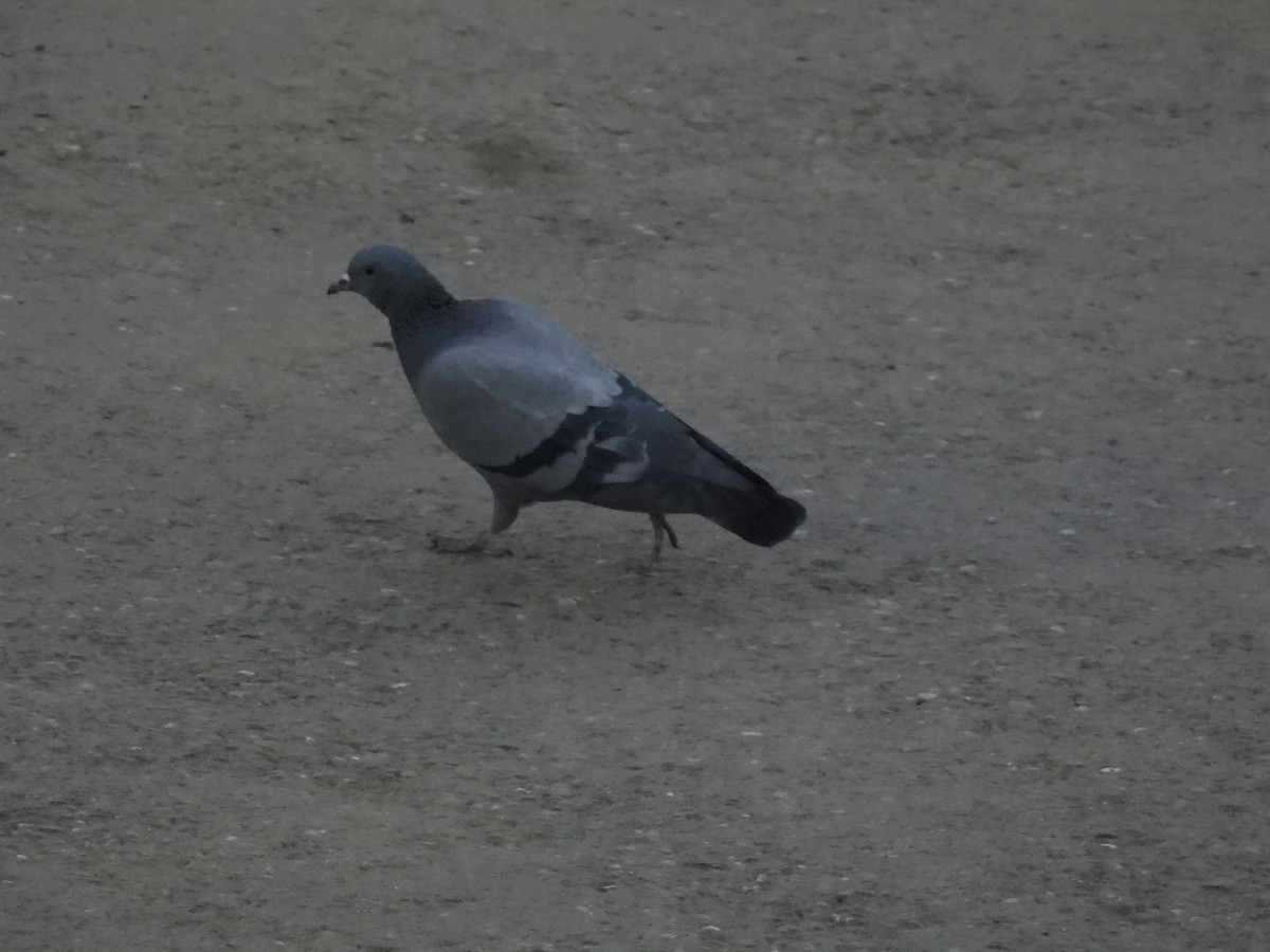 Kaya Güvercini - ML647503381