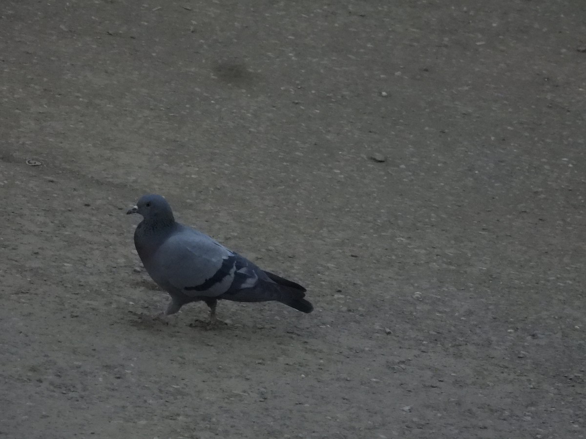 Kaya Güvercini - ML647503382