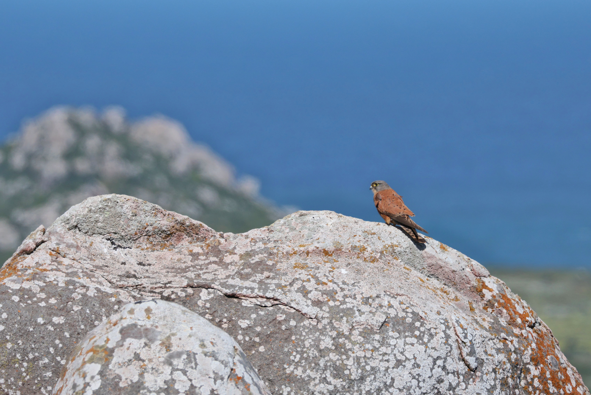 klippefalk - ML647503387