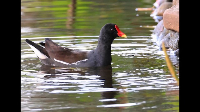 Gallinella d'acqua - ML647503391