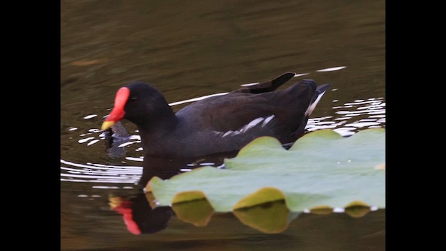 Gallinella d'acqua - ML647503392