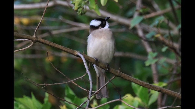 Light-vented Bulbul - ML647503397