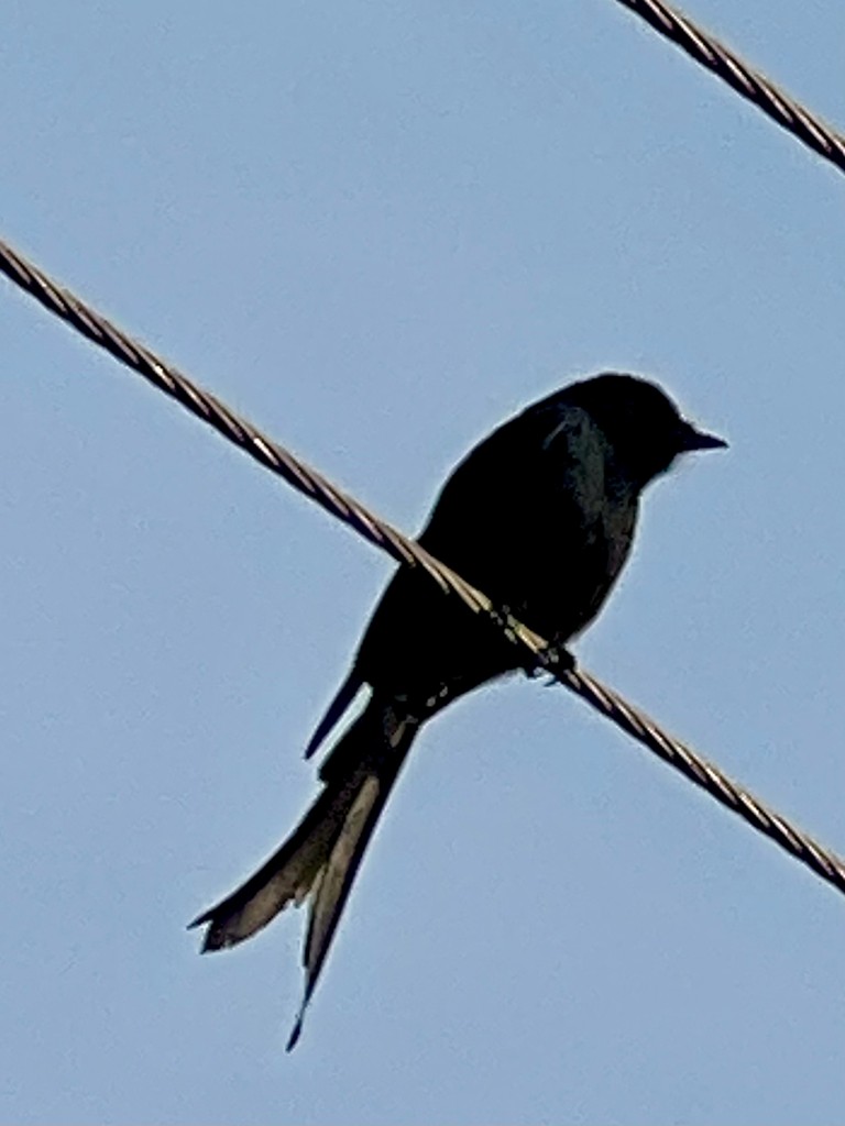 drongo černý - ML647503416