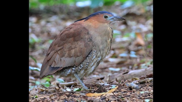 Malayan Night Heron - ML647503431