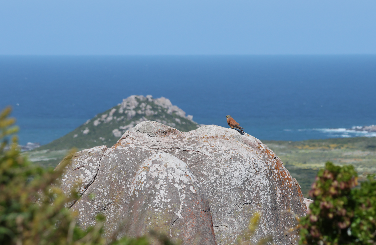 Боривітер савановий - ML647503436